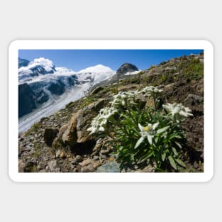 Edelweiss and glacier (C007/0409) Sticker